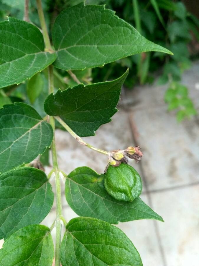 Nyctanthes arbor-tristis fruit
