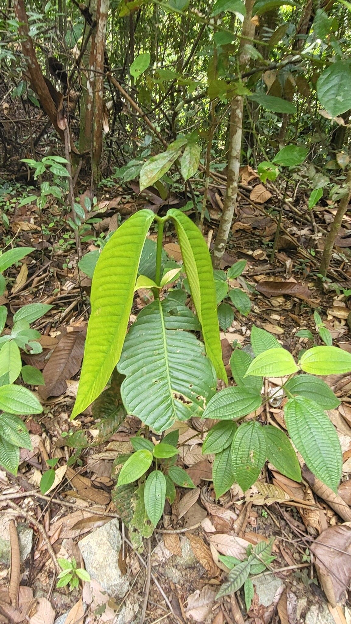 Garcinia griffithii leaf