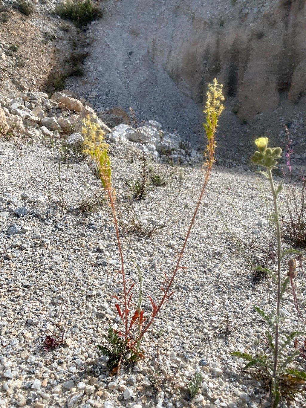 Reseda lanceolata leaf