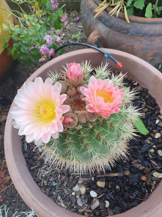 Coryphantha macromeris habit