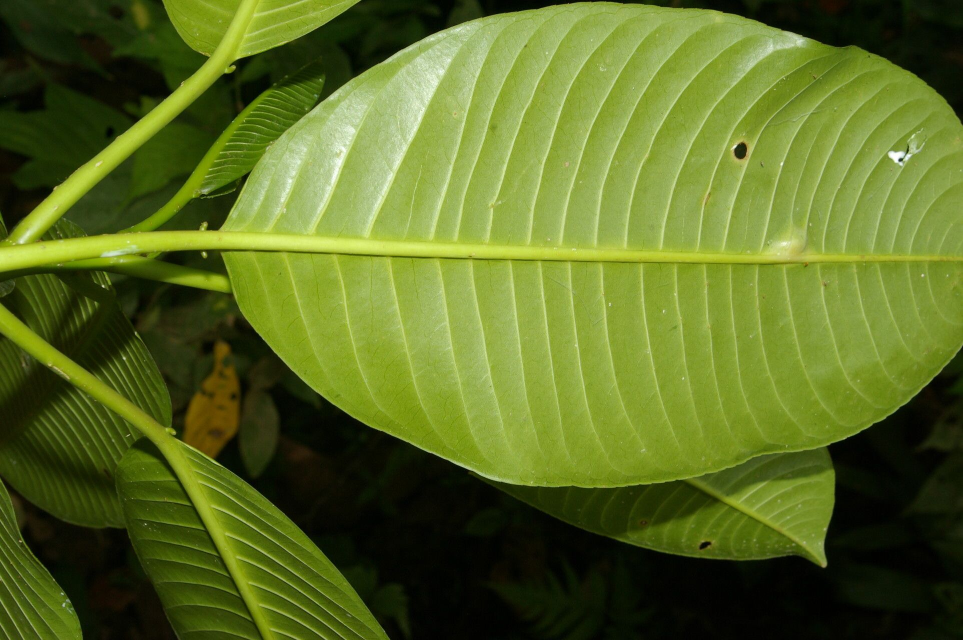 Sapium allenii leaf