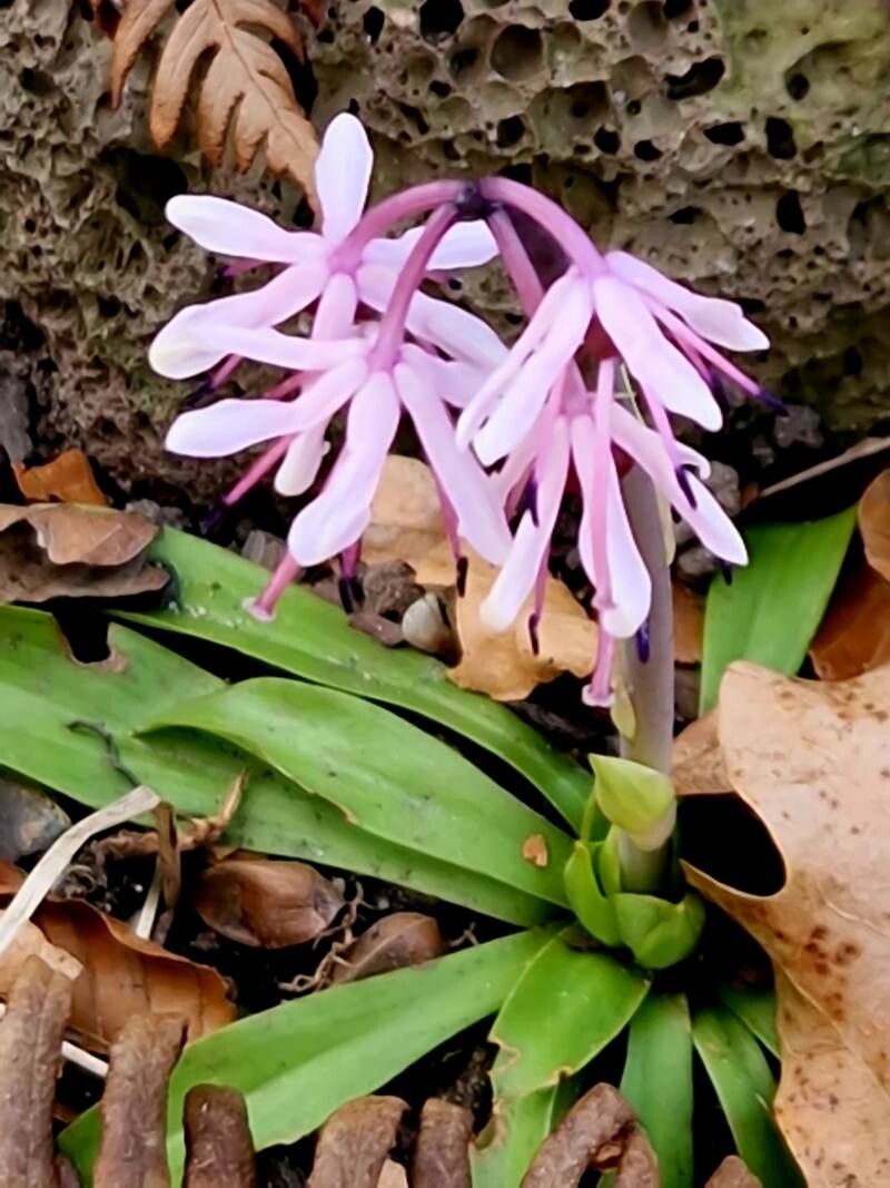 Helonias orientalis — related species from the same genus