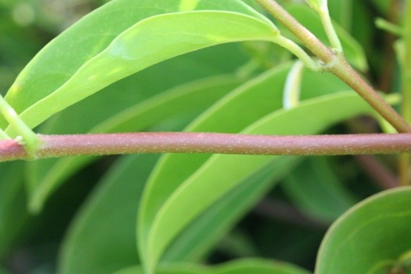 Tristellateia australasiae bark