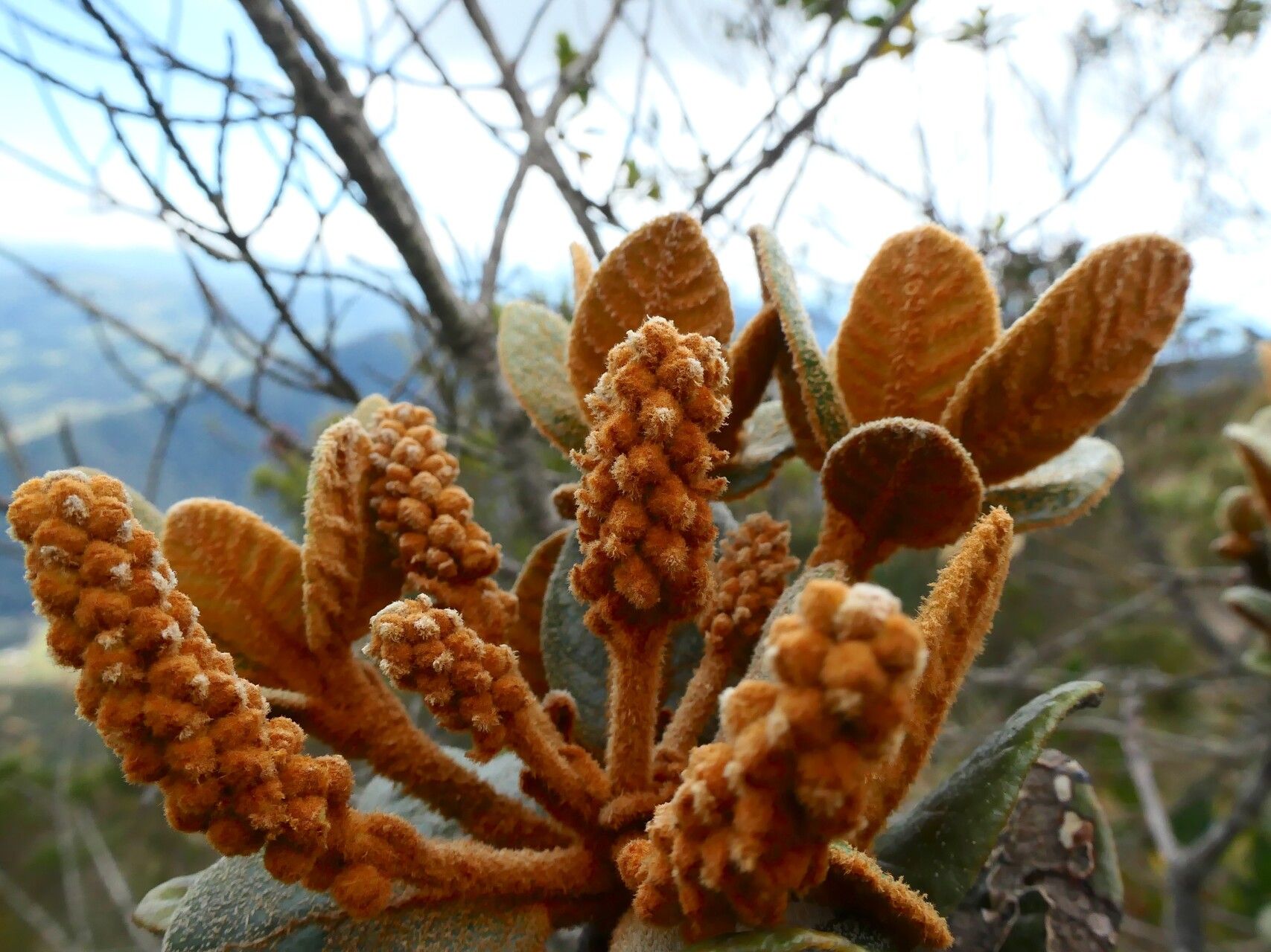 Clethra fimbriata flower