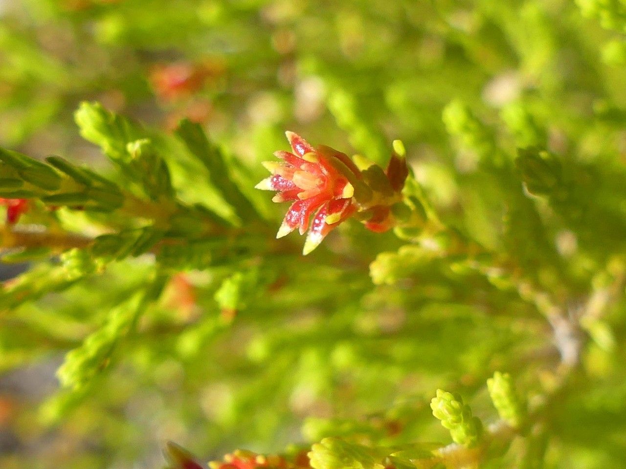 Erica comorensis — search result for 'Erica'