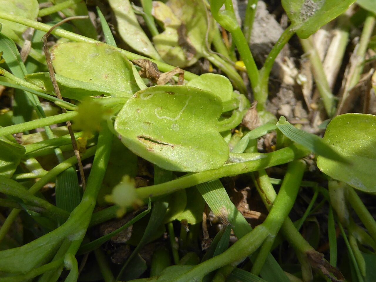 Ranunculus ophioglossifolius — houseplant care guide