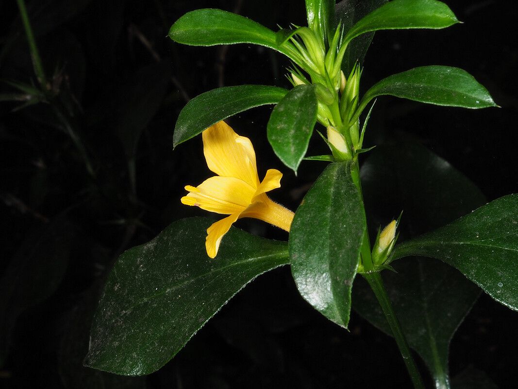 Barleria prionitis habit