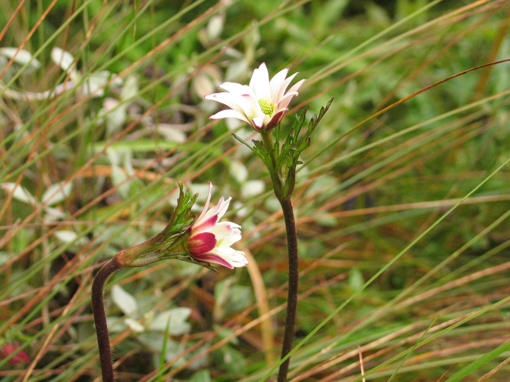 Anemone thomsonii — houseplant care guide