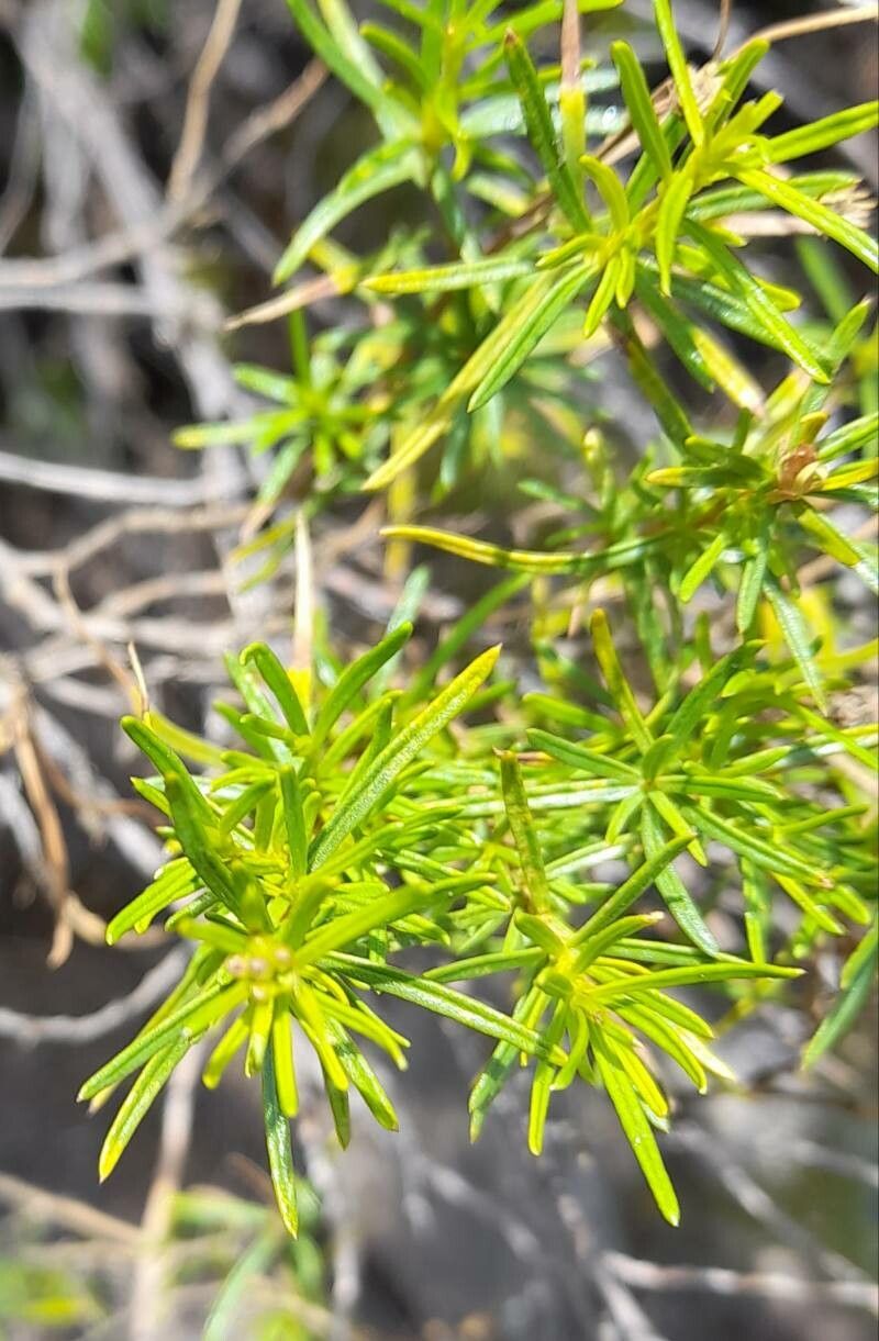 Chuquiraga erinacea leaf