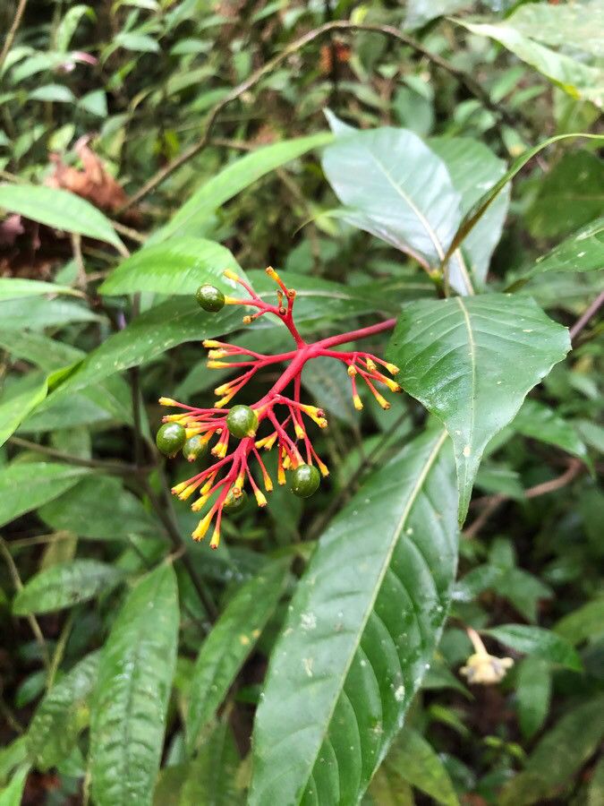 Palicourea crocea flower