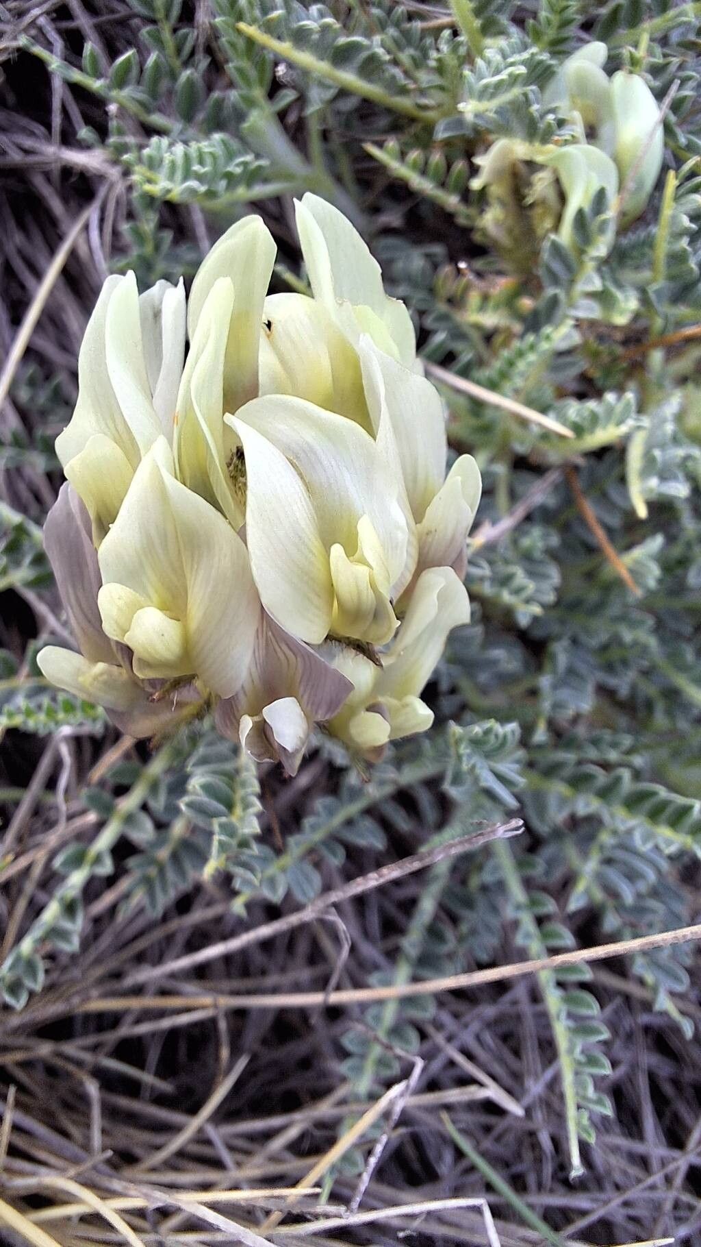 Astragalus tymphresteus flower