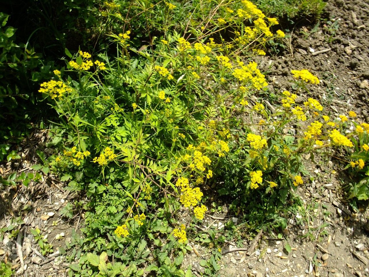 Patrinia heterophylla habit
