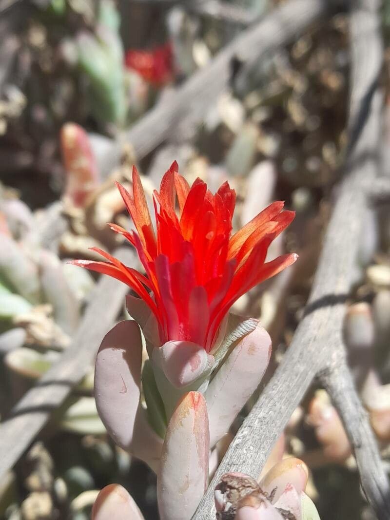 Malephora purpureocrocea flower