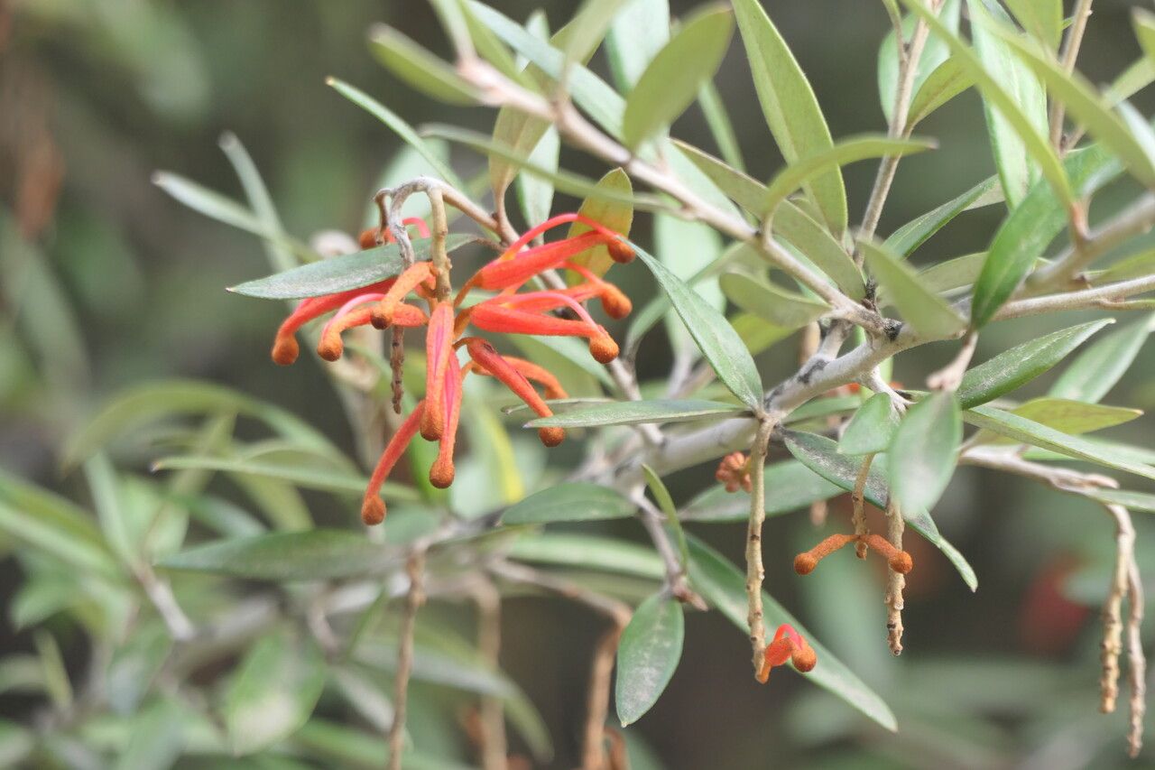 Grevillea victoriae flower