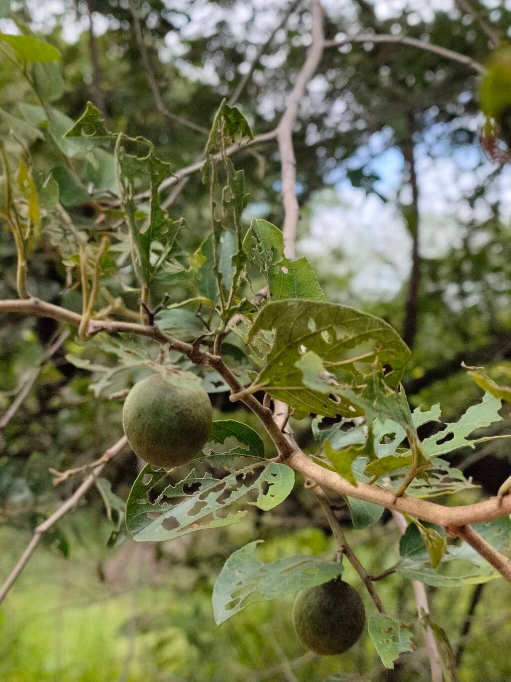 Ziziphus xylopyrus — search result for 'Ziziphus'