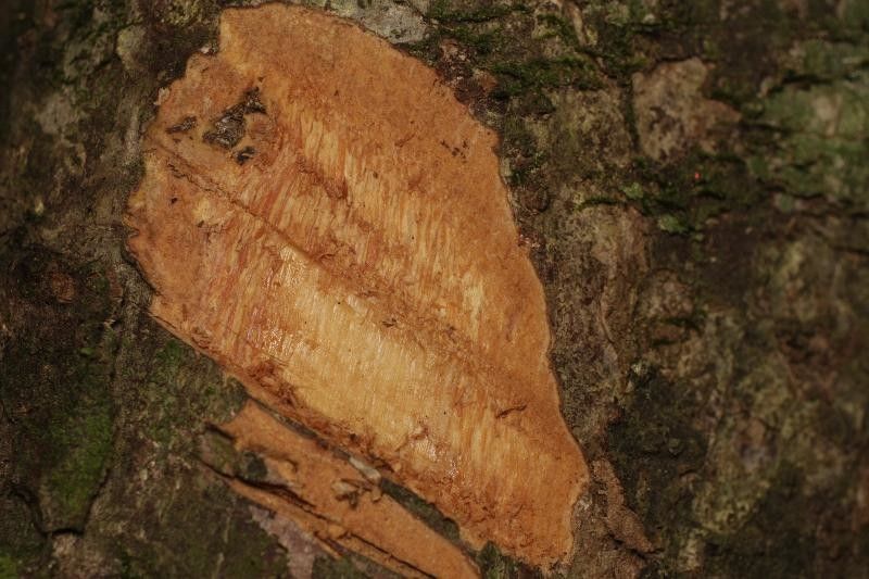 Licaria cannella other