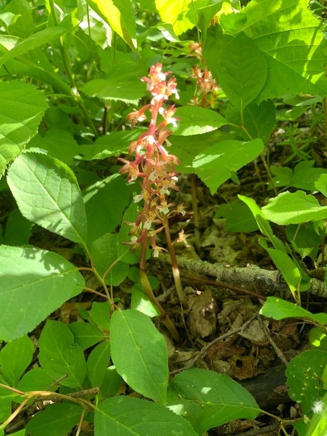 Corallorhiza maculata flower