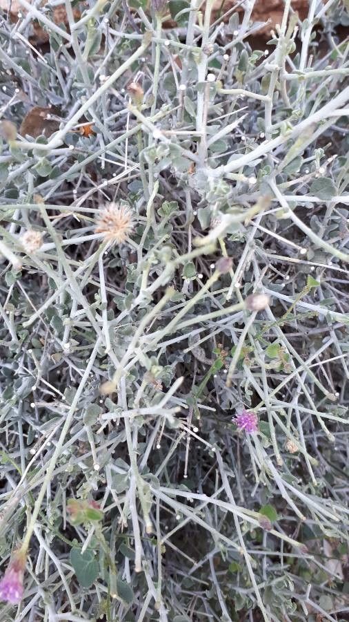 Vernonia arabica — search result for 'Vernonia'