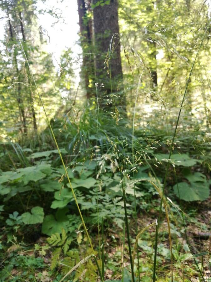 Festuca altissima leaf