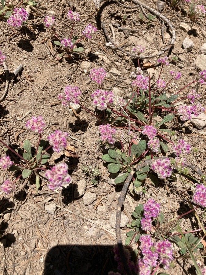 Eriogonum pyrolifolium flower