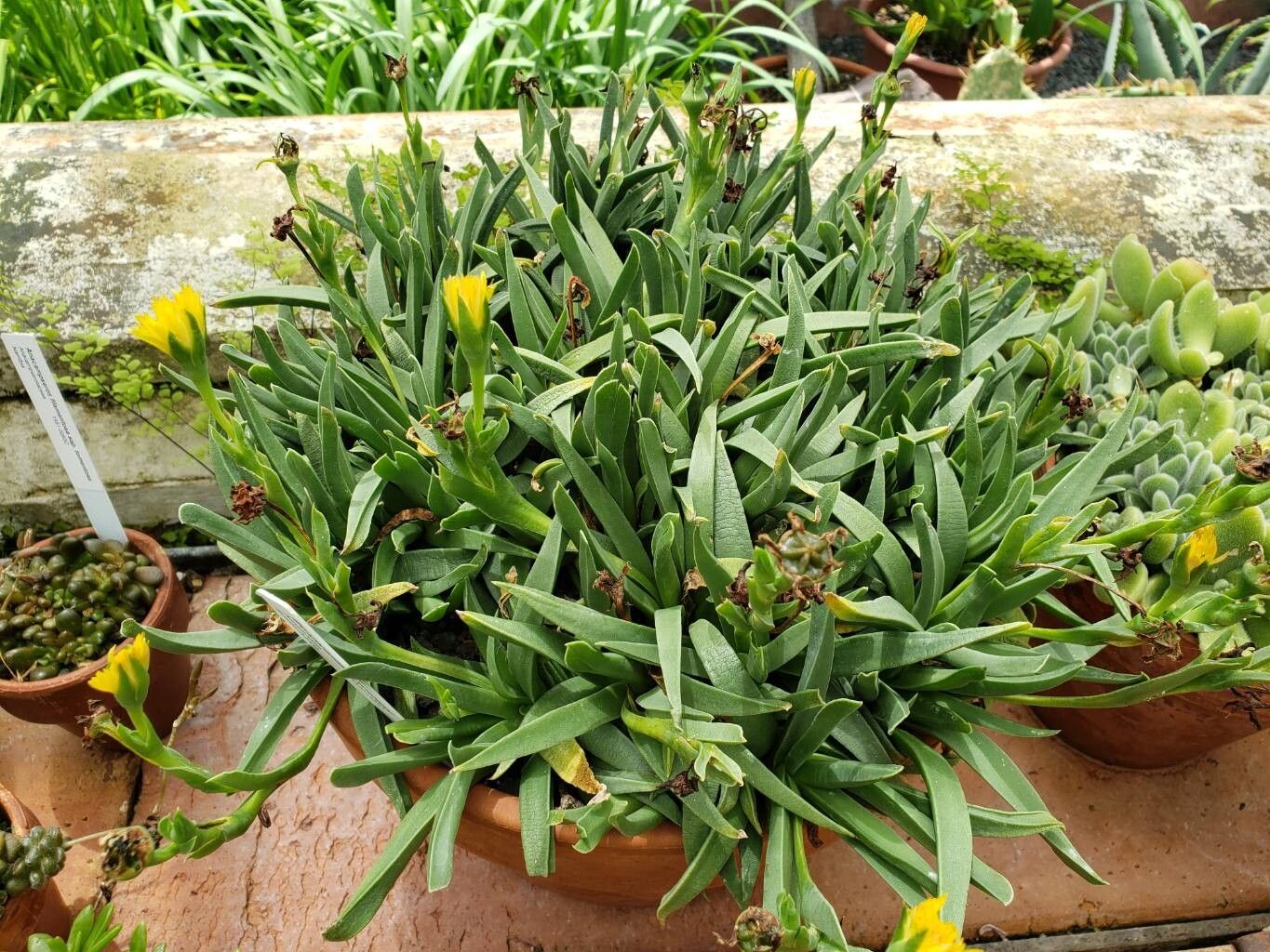 Bergeranthus scapiger habit