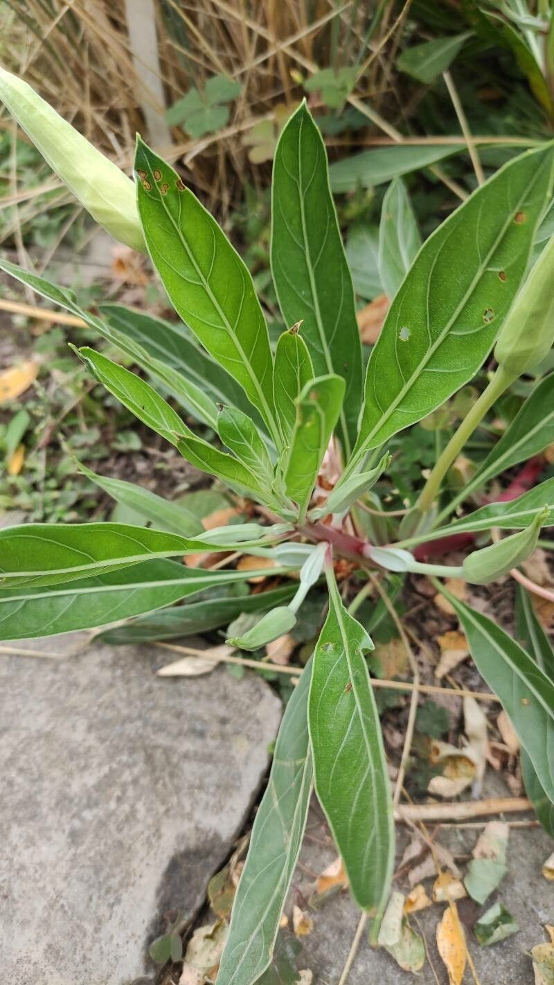 Oenothera macrocarpa — search result for 'Oenothera'