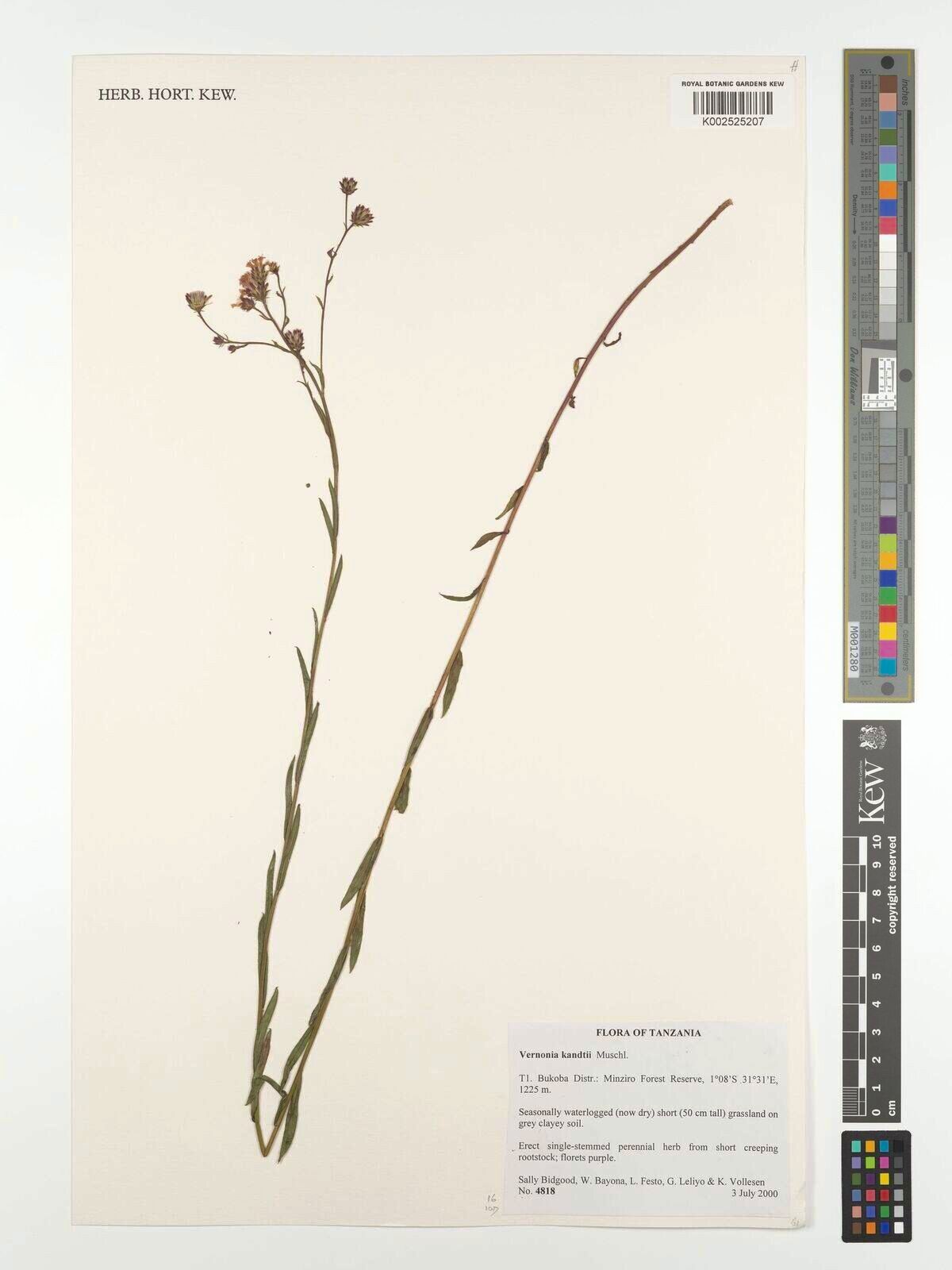 Vernonia kandtii — houseplant care guide