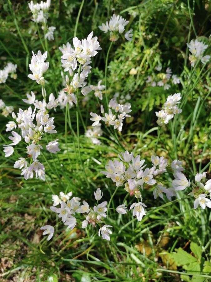 Allium massaessylum flower