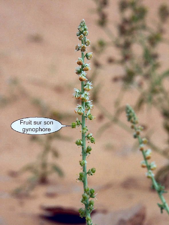 Caylusea hexagyna fruit