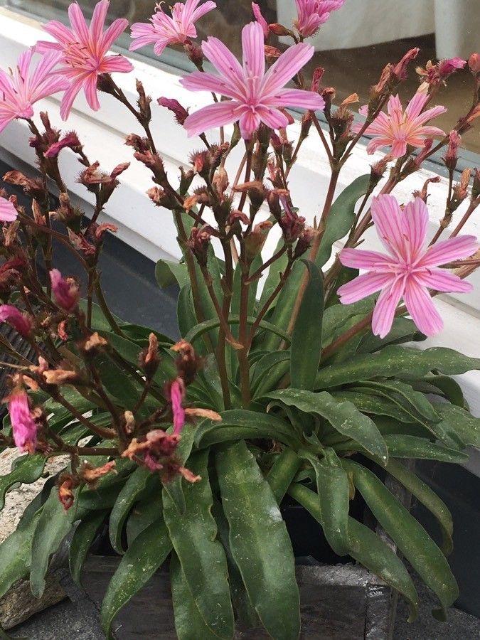 Lewisia longipetala habit