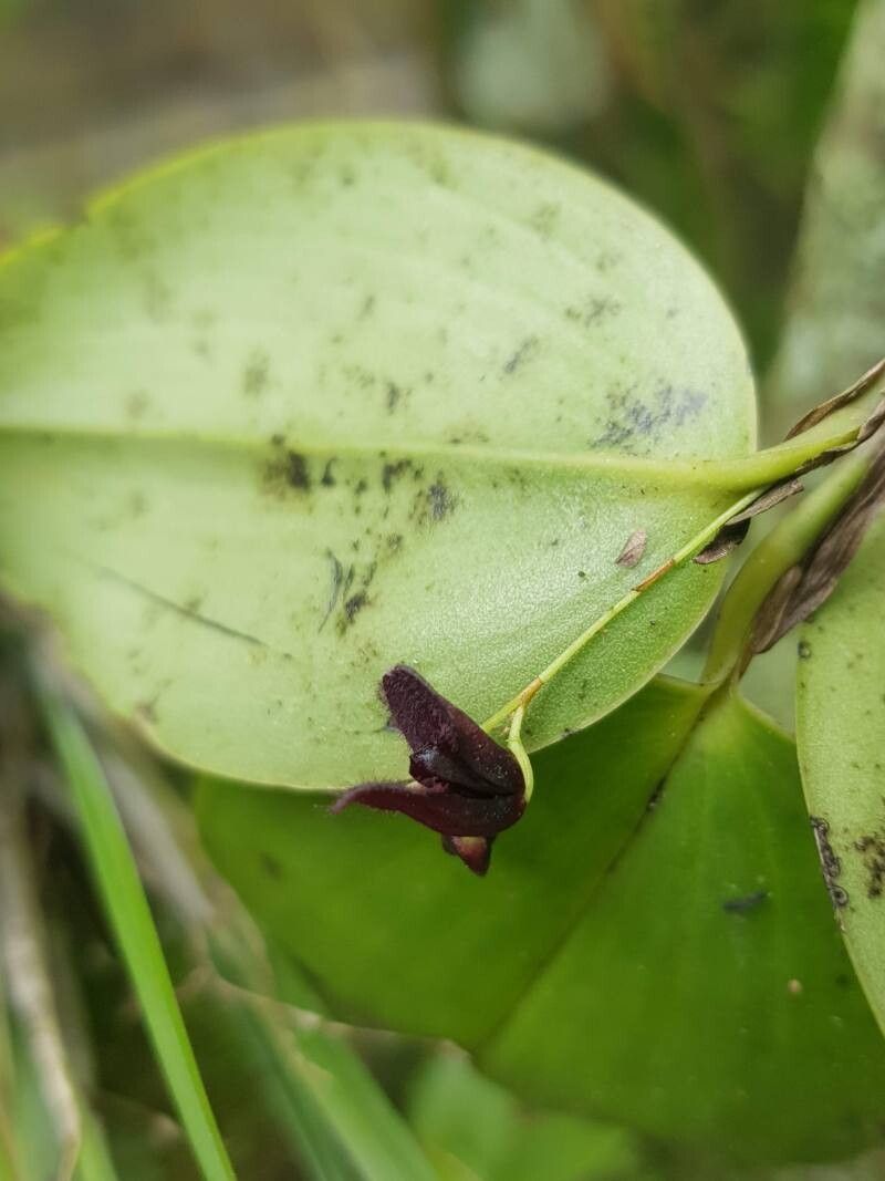 Stelis imraei — houseplant care guide