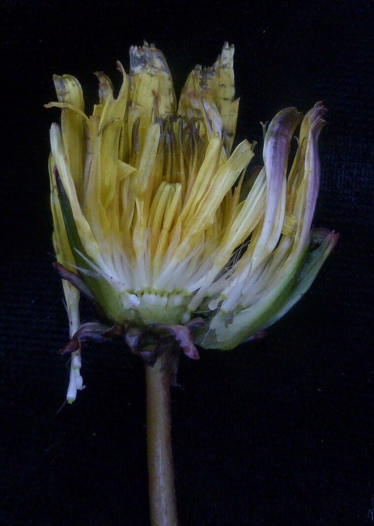 Taraxacum eriopodum flower