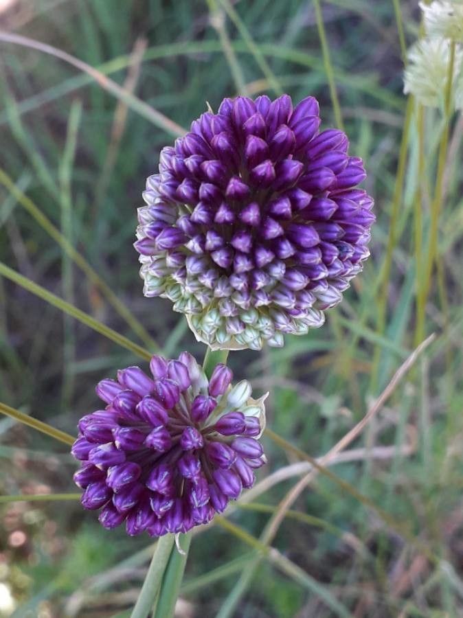 Allium sphaerocephalon flower