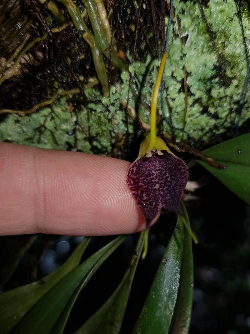 Masdevallia zahlbruckneri flower