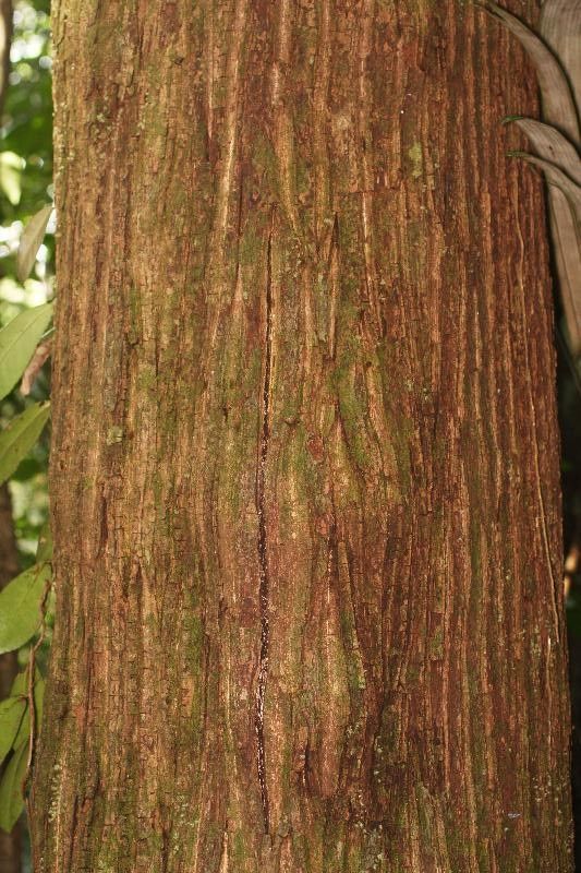 Manilkara huberi bark