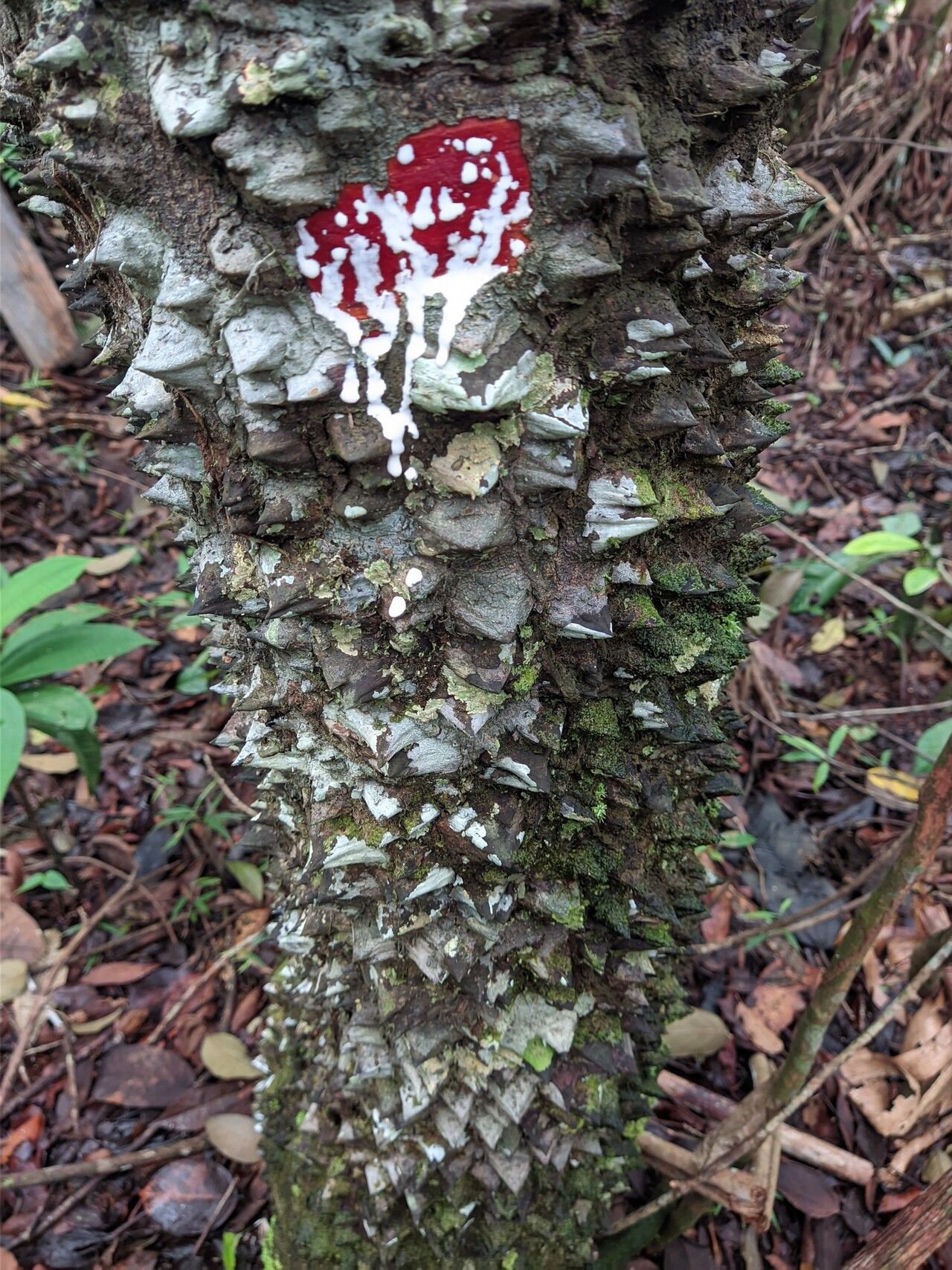 Lacmellea gracilis bark