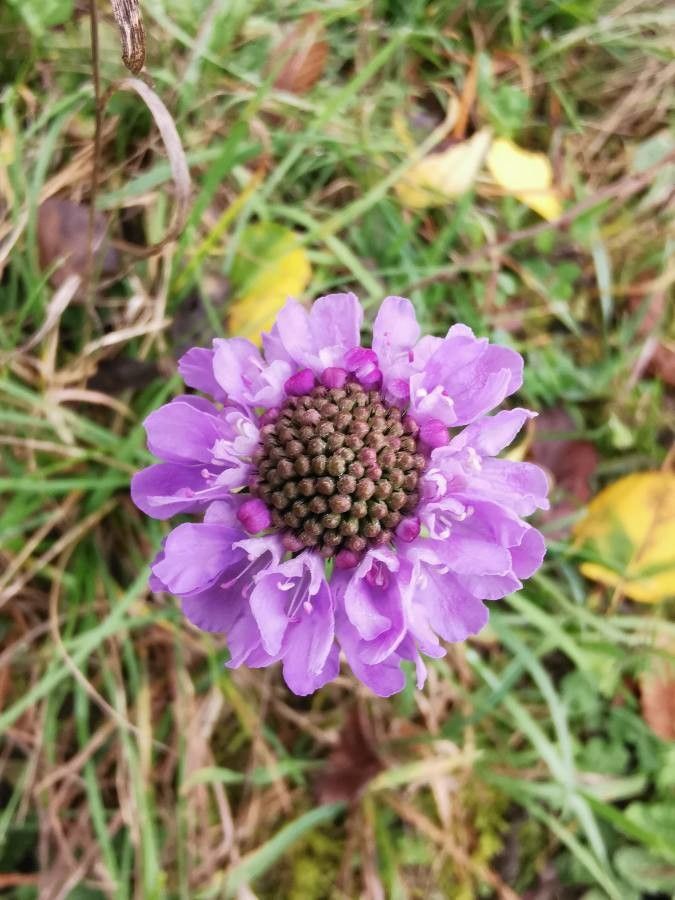 Scabiosa lucida flower