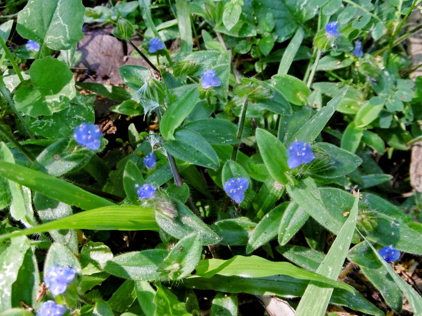 Cyanotis cristata habit