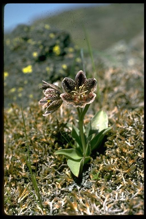 Fritillaria purdyi — search result for 'Fritillaria'
