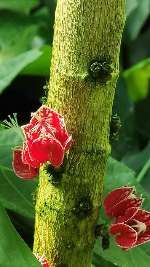 Pavonia strictiflora bark