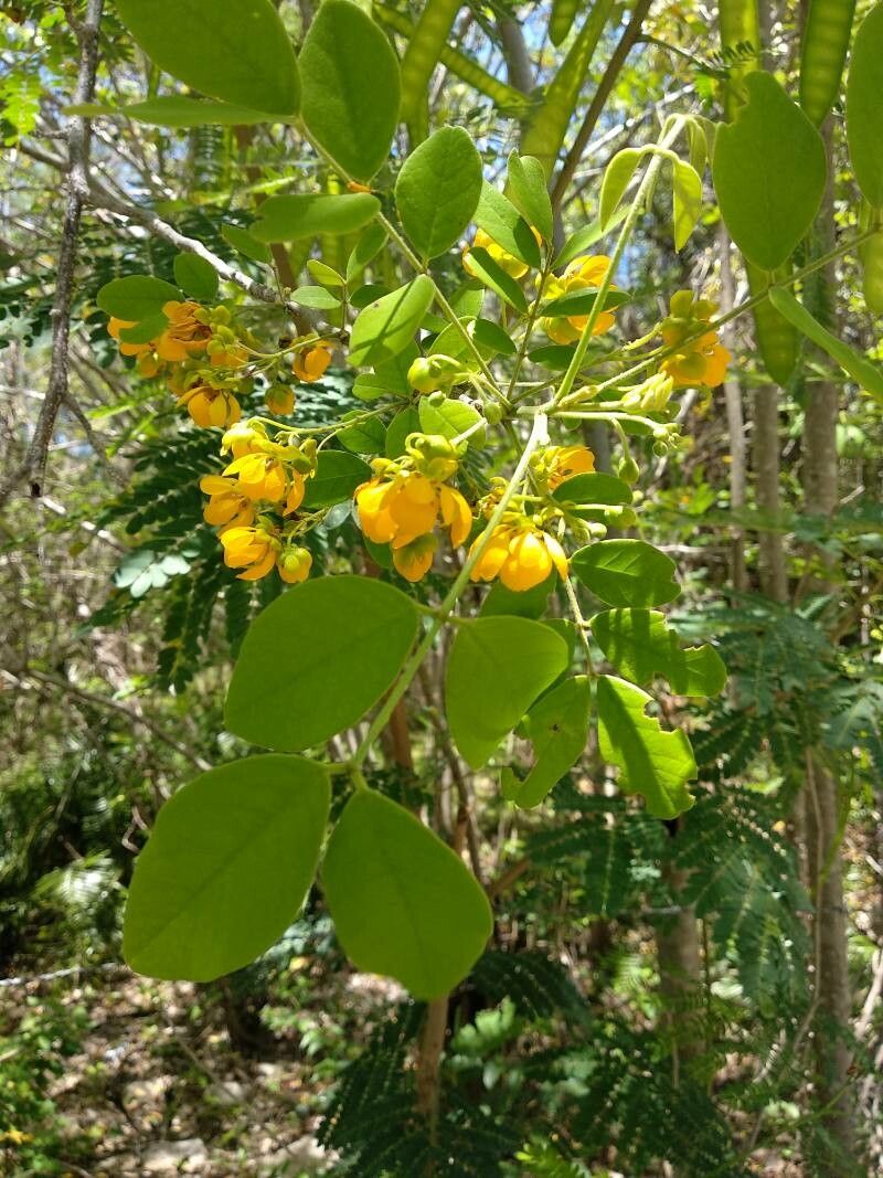 Senna atomaria flower