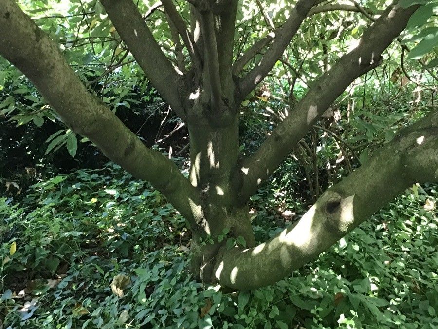 Neolitsea sericea bark