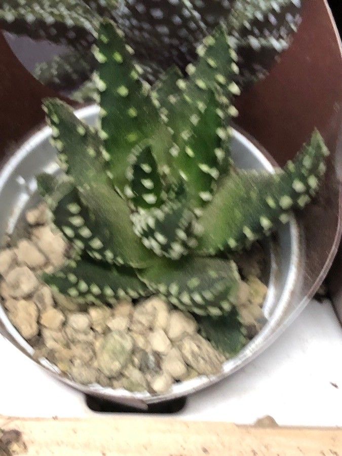 Haworthia herbacea leaf