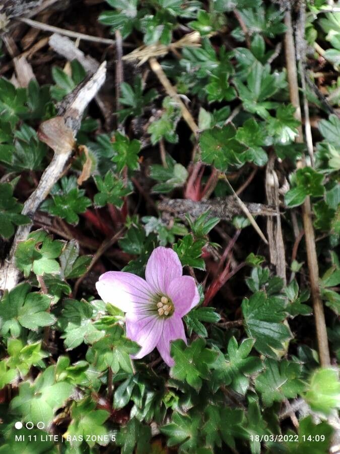 Geranium sibbaldioides flower