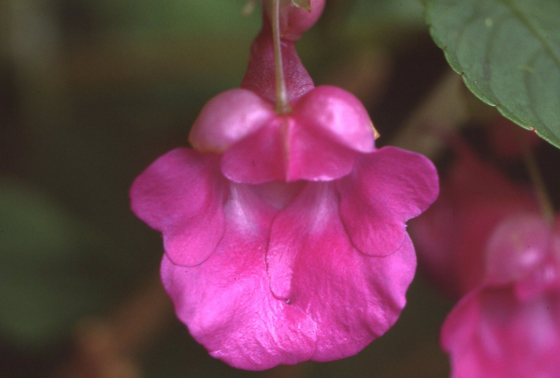 Impatiens floretii flower