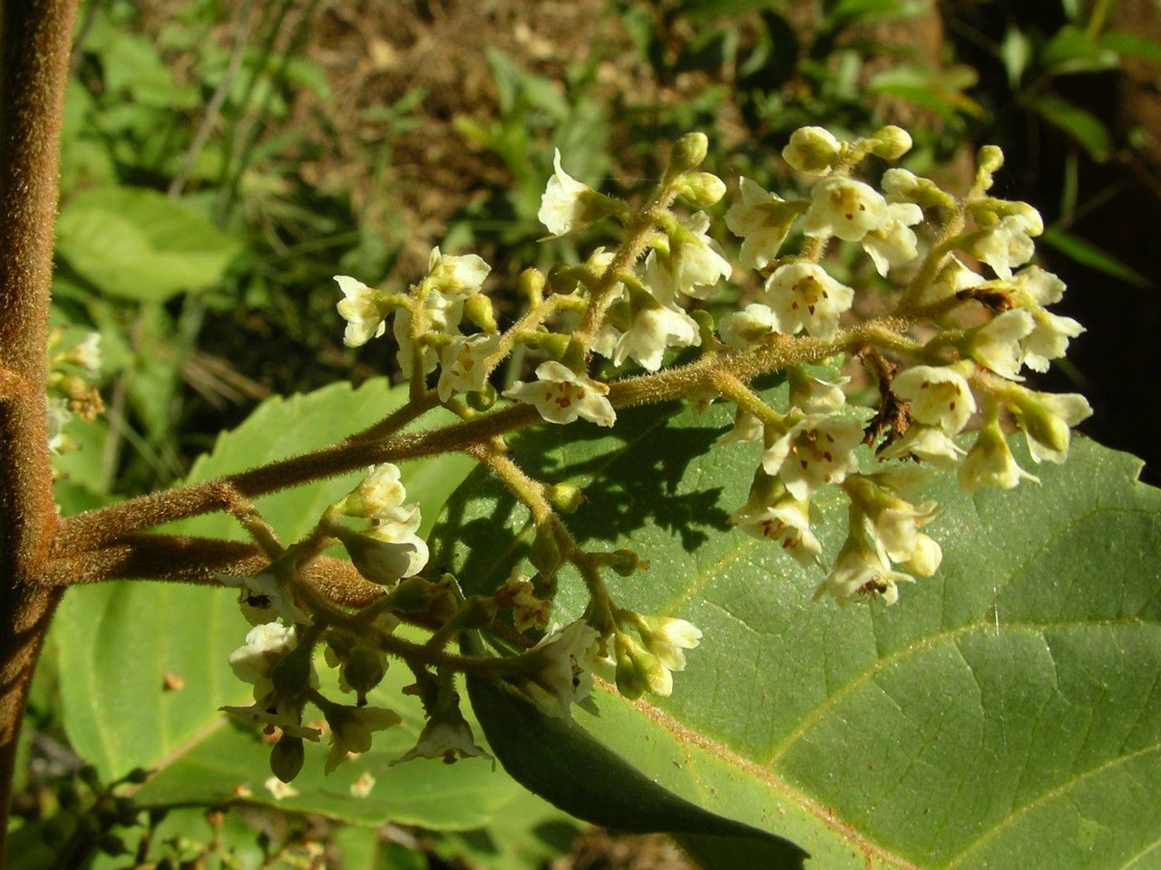 Maesa lanceolata — houseplant care guide