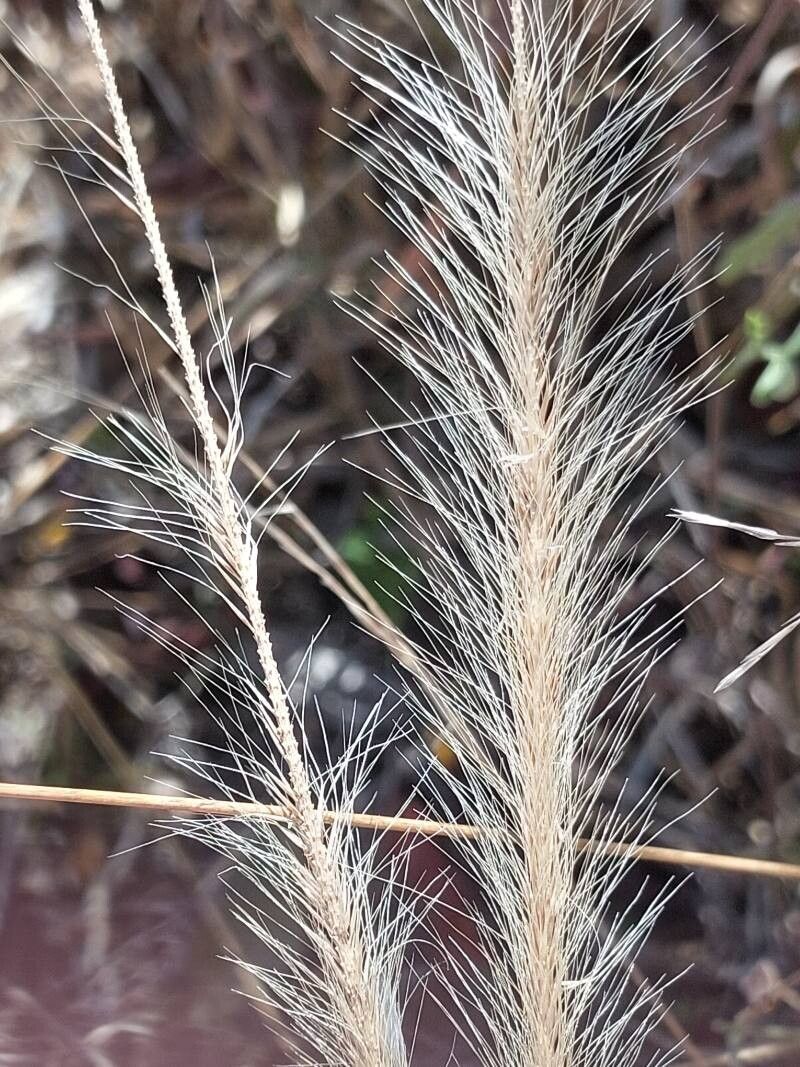 Aristida spiciformis — clay tolerant houseplant