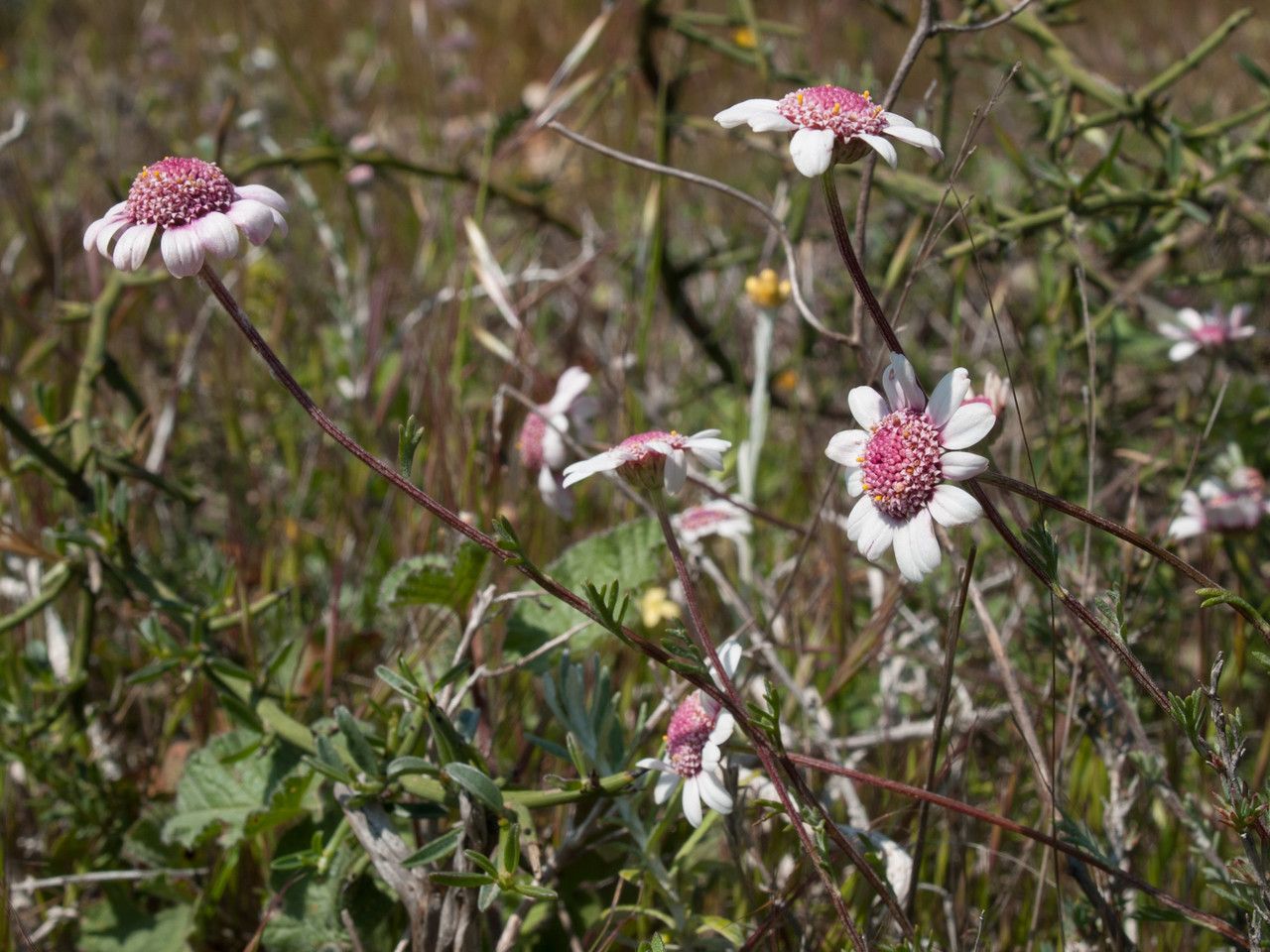 Anthemis tricolor habit