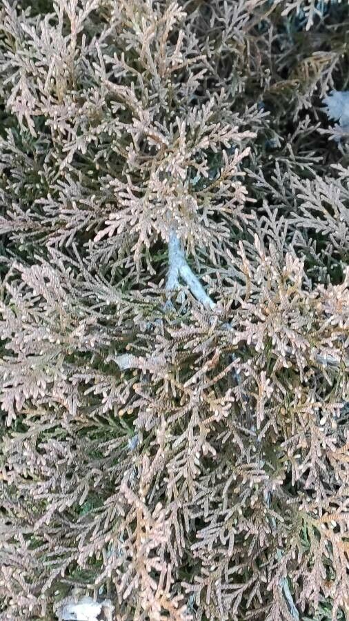 Microbiota decussata