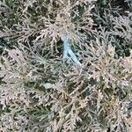 Microbiota decussata